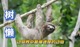 树懒视频,揭秘树懒的悠闲生活与生态价值